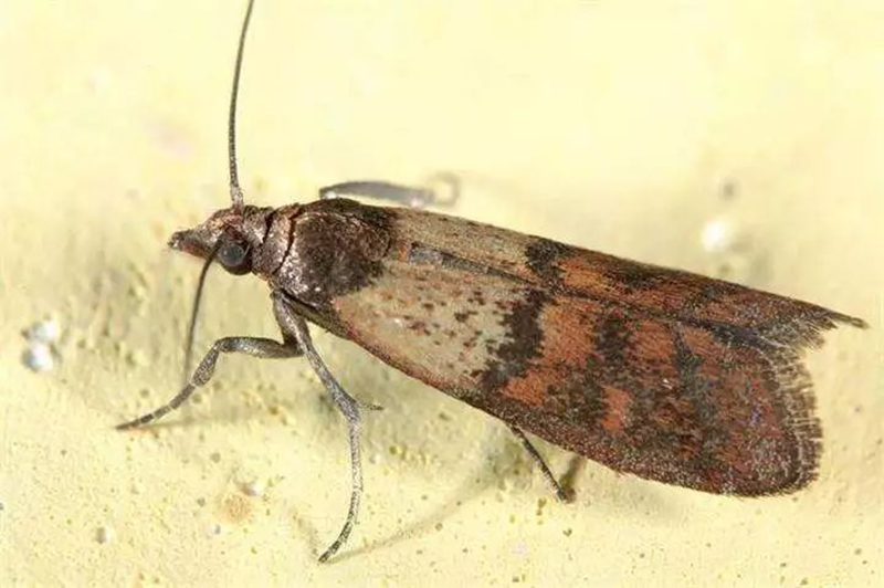 家里飛出了“幺蛾子”